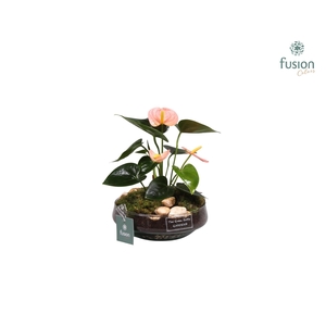 Green BottleIris Small met Anthurium roze