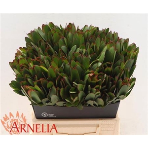 LEUCAD SAF GOLDSTRIK 40CM