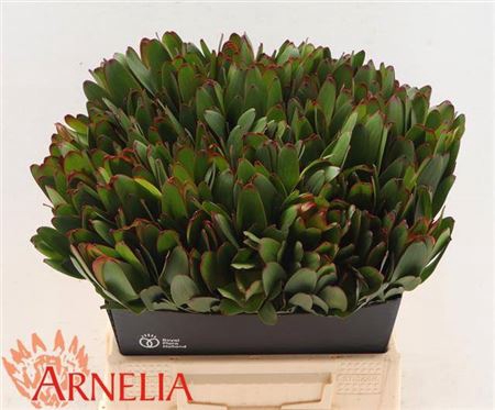<h4>LEUCAD SAF GOLDSTRIK 40CM</h4>