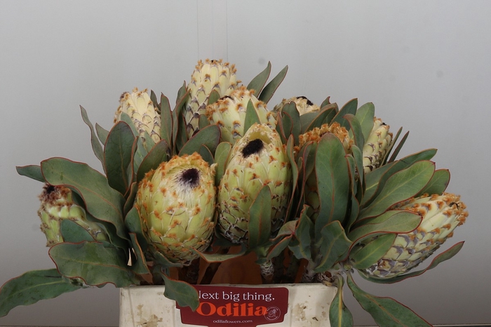 <h4>Protea Barbigera Ice Queen Air</h4>