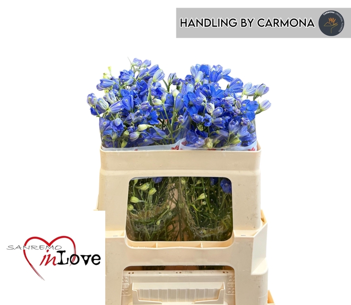 <h4>DELPH EN FASHION BLU</h4>