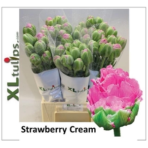TULIPA DU 'STRAWBERRY CREAM'