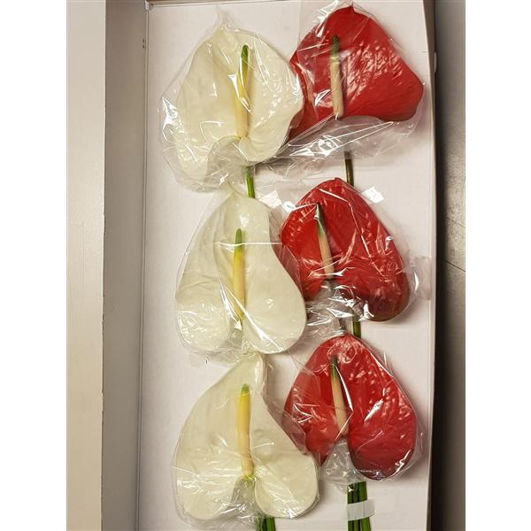 <h4>Anth A Mix Adina Red Amor 13 cm X16 Jan van Velden</h4>
