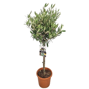 Olea europaea