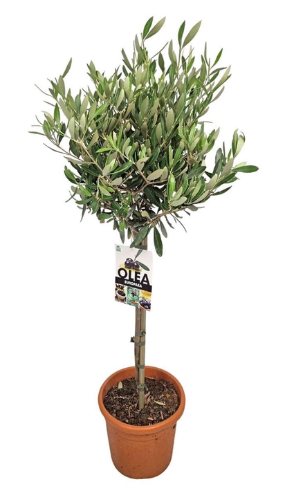 <h4>Olea europaea</h4>