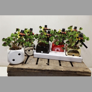 Oxalis Deppei In Keramiek