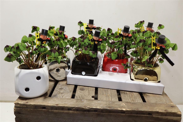 <h4>Oxalis Deppei In Keramiek</h4>