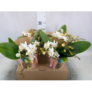 Phalaenopsis multi. 'Ant Nazare'