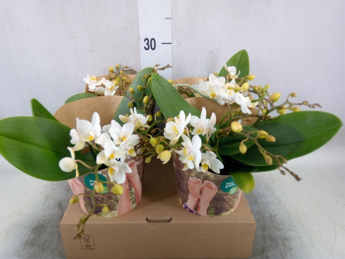 <h4>Phalaenopsis multi. 'Ant Nazare'</h4>