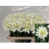 Dahlia Karma M. Zwaan
