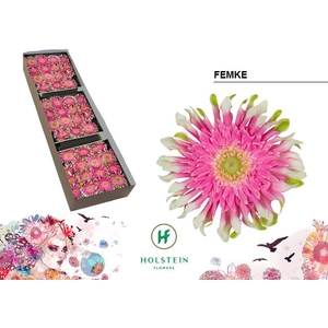 Gerbera Gerpasta Femke
