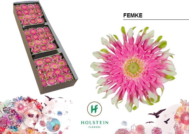 <h4>Gerbera Gerpasta Femke</h4>