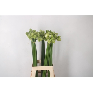 Ornithogalum Saundersiae White