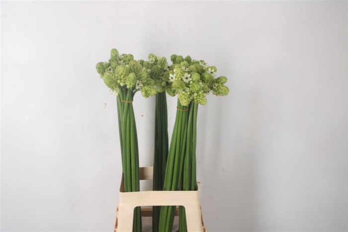 <h4>Ornithogalum Saundersiae White</h4>