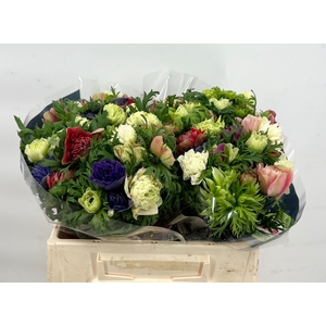 Anemone Levante Rainbow Mix