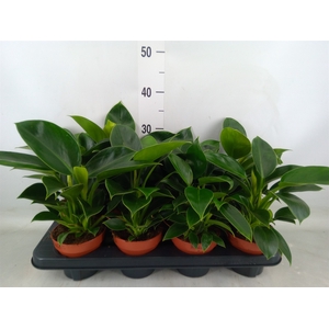 Philodendron  'Green Princess'