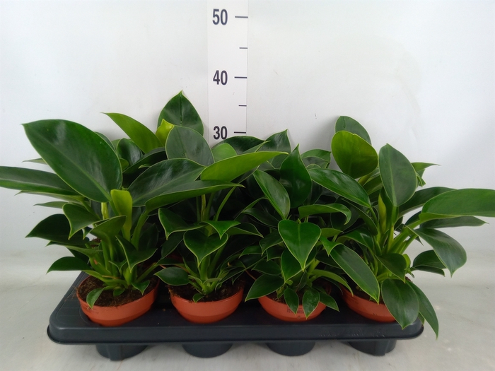 <h4>Philodendron  'Green Princess'</h4>