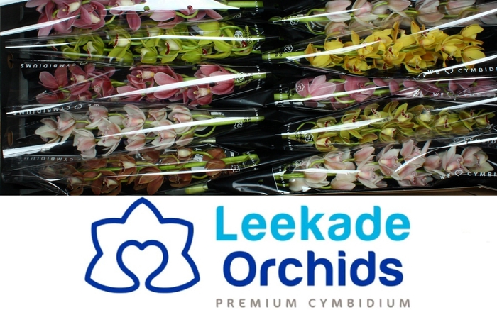 <h4>CYMB MI GEM</h4>