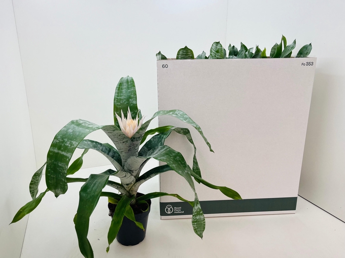 <h4>AECH FAS PRONTOO</h4>