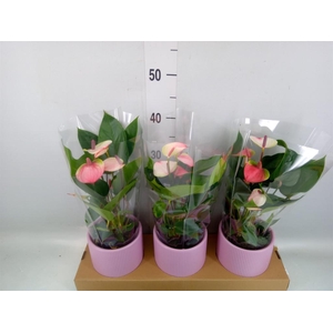 Anthurium andr. 'Lipa Pink Mini'