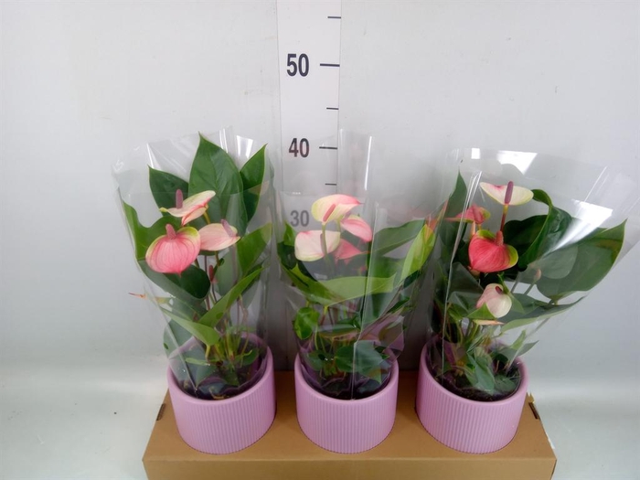 <h4>Anthurium andr. 'Lipa Pink Mini'</h4>