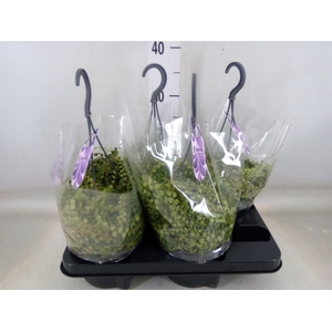 Peperomia pros.