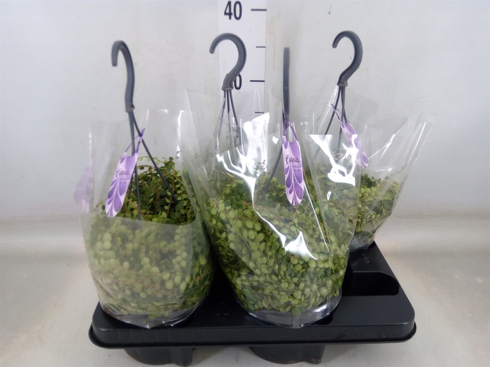 <h4>Peperomia pros.</h4>