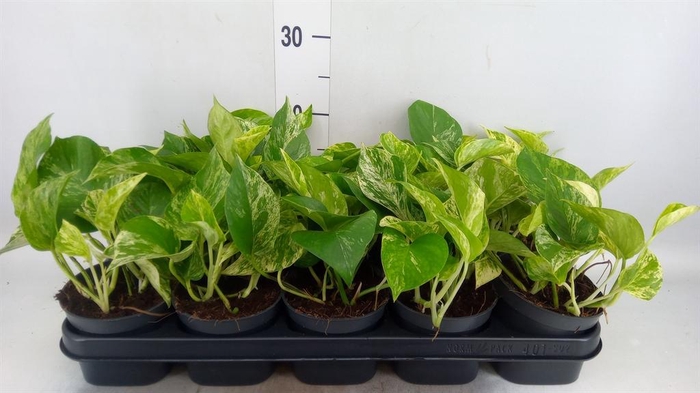 <h4>Epipremnum pinn. 'Marble Queen'</h4>