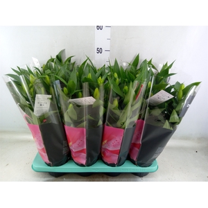 Lilium ori.   ...mix