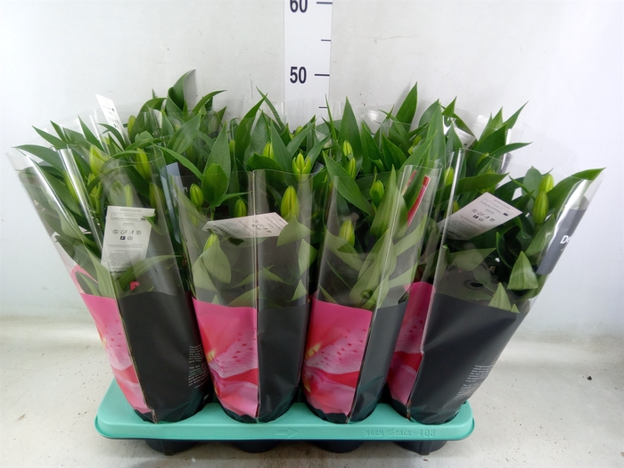 <h4>Lilium ori.   ...mix</h4>