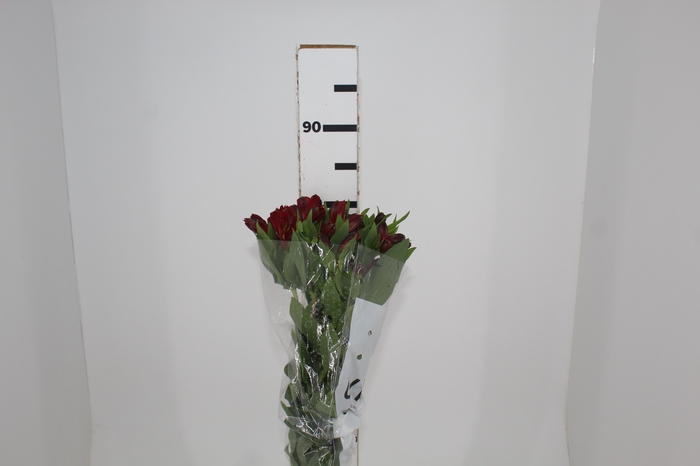 <h4>ALSTROEMERIA ANGELINA 080 CM</h4>