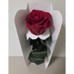 Ro Pres Stem 30cm Red Light