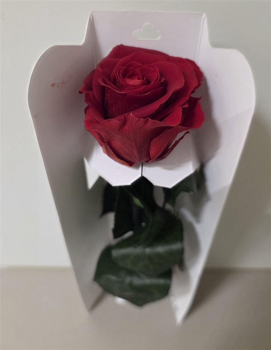 <h4>Ro Pres Stem 30cm Red Light</h4>