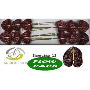 ANTH A SHOWTIME 12 fp
