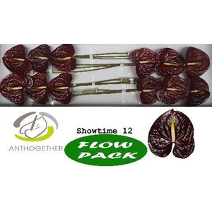 Anthurium Showtime
