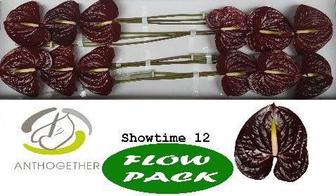 <h4>Anthurium Showtime</h4>