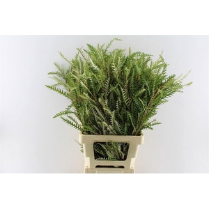 GREVI IVANHOE BRONZE