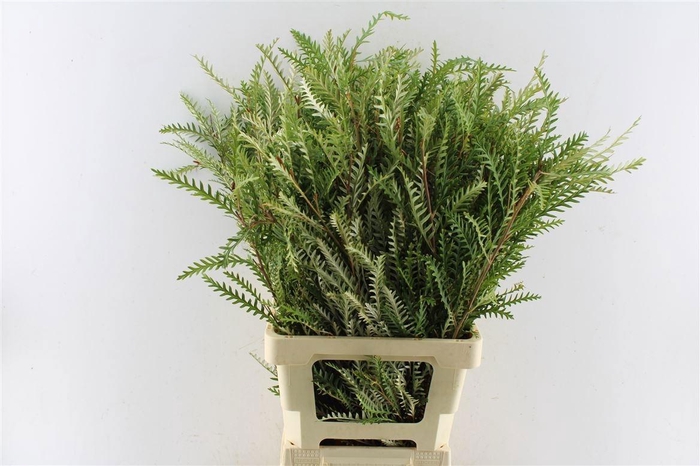 <h4>GREVI IVANHOE BRONZE</h4>