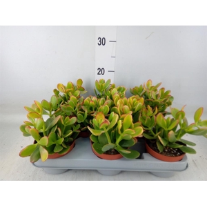 Crassula ovata 'Sunset'
