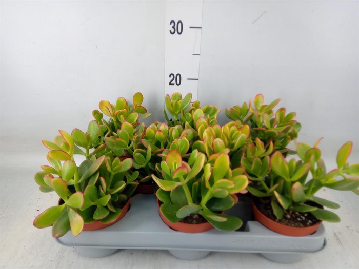 <h4>Crassula ovata 'Sunset'</h4>