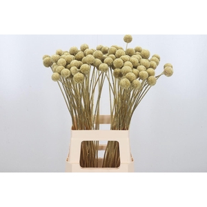 Craspedia Kl Bh Goud Xl