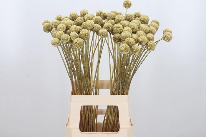 <h4>Craspedia Kl Bh Goud Xl</h4>