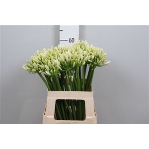 Agapanthus  'Gletsjer'