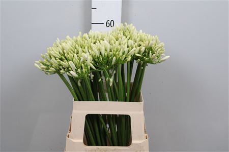 <h4>Agapanthus  'Gletsjer'</h4>