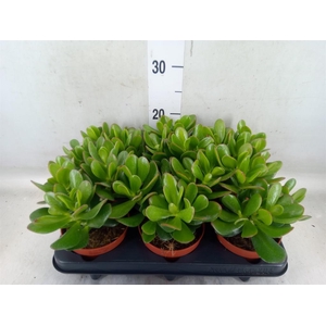 Crassula  'Magical Tree'