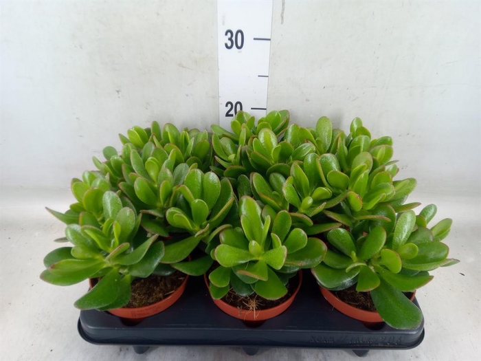 <h4>Crassula  'Magical Tree'</h4>