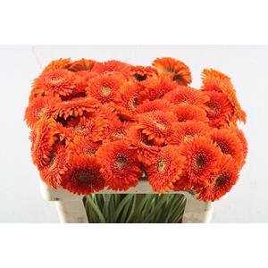 Ge Pomponi Fozzy(oranje)