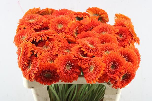 <h4>Ge Pomponi Fozzy(oranje)</h4>