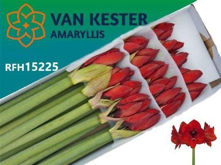 <h4>Hipp Ga Red Lion</h4>