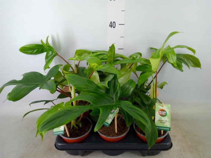 <h4>Philodendron   ...</h4>